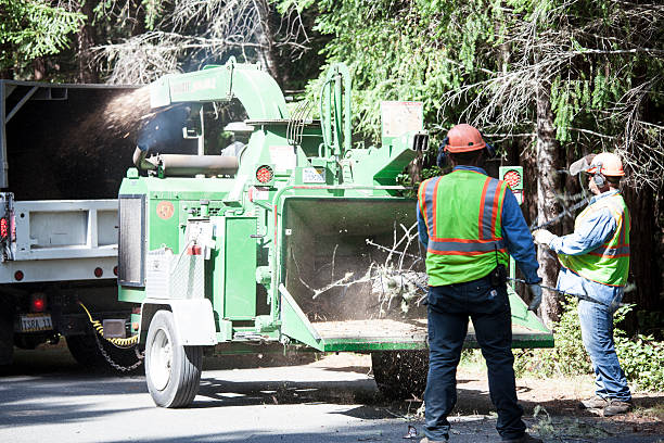 Best Tree Removal  in USA